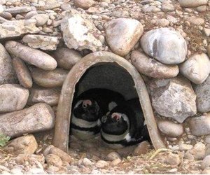 Afrika Pikkewyn inisiatiewe